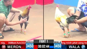 Xem Lại Trực Tiếp Đá Gà Thomo CPC3 Ngày 13/04/2025 Bình Gold vs Hiếu Thứ Hai