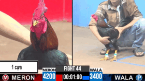 Gà Bướm anh Sơn Đông Tháp đá ăn 5 dí đối thủ chạy ra ngoài luôn - xem lại cpc 3 ngày 28/07/2025