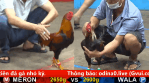 Trận 22 bồ cpc 5 ngày 29/08/2025 - Gà Wala đâm từ đầu tới ức gà anh Khanh Chợ Lách tơi tả