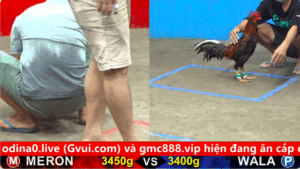 Trận 2 28/08/2025 Đấu trường cpc 5 - Đồng xổ 200 chấp 1 cựa mà gà Bông không làm nên chuyện trước gà anh Phương