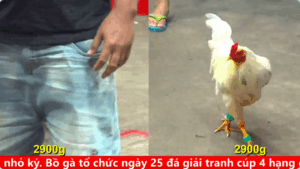 Trận 19 Full video bồ gà cpc 4 ngày 12/09/2025 - Xanh Mồng Trà 3k2 làm gỏi gà anh Mến trong 7 phút