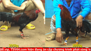 Trận 9 Full video bồ gà cpc 4 ngày 25/09/2025 - Anh Vũ Đức Hòa vs anh Hai Thành Phố đồng xổ 50