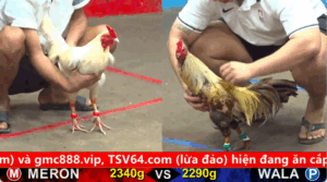 Trận 11 Full video bồ gà cpc 5 ngày 30/09/2025 - Gà Chuối anh Tùng Hóc Môn đụng độ gà Điều cưng của anh Hiển Long Xuyên