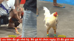 Trận 16 full video trực tiếp cpc5 ngày 11/09/2025 - Gà anh Minh Sóc Trăng với trại gà Hưng Cần Thơ toàn gà dữ