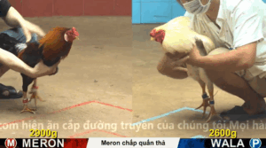 Trận 6 Full video bồ gà cpc 4 ngày 29/10/2025 - Gà que nhỏ mà có võ sau 10 phút đối thủ lắc đầu xin thua