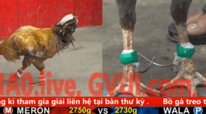 Trận 14 Full video bồ gà cpc 5 ngày 30/10/2025 - Gà Xám anh Tâm Cần Thơ thể hiện đẳng cấp gà hiệu