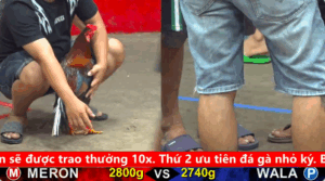 Trận 8 Trận 11 Full video bồ gà cpc 5 ngày 02/10/2025 - Điều siêu Mỹ bo lớn 3k5 của anh Tuấn Gà Lai đang làm mưa làm gió tại c5