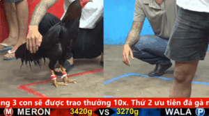 Trận 11 Full video bồ gà cpc 5 ngày 01/10/2025 - Bướm hàng hiệu không cần giới thiệu của anh Tân Rạch Giá