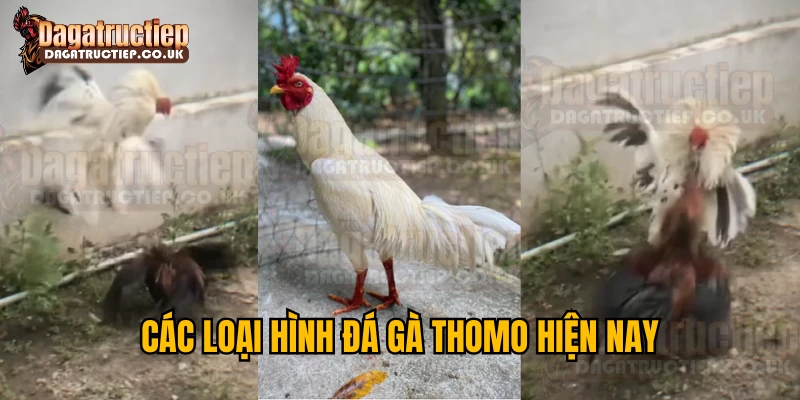 Các loại hình đá gà Thomo hiện nay