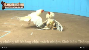 Full 27 Trận CPC4 Ngày 01/01/2026