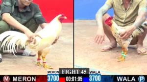 rận 40 Full video bồ gà tonhon ngày 02/02/2026