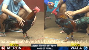 Xem Clip Đá Gà Trực Tiếp CPC4 Thomo 25/03/2026