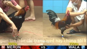 Xem Clip Đá Gà Trực Tiếp CPC4 Thomo 31/03/2026