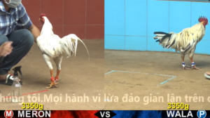 Xem Clip Đá Gà Trực Tiếp CPC4 Thomo 30/03/2026