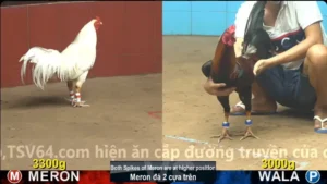 Xem Clip Đá Gà Trực Tiếp CPC4 Thomo 08/04/2026