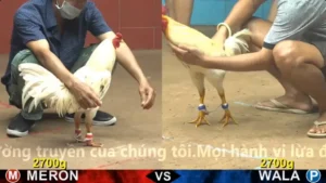 Xem Clip Đá Gà Trực Tiếp CPC4 Thomo 07/04/2026