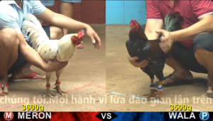 Xem Clip Đá Gà Trực Tiếp CPC4 Thomo 06/04/2026