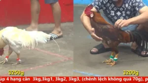 Full clip đá gà trực tiếp CPC5 Thomo ngày 14/04/2026