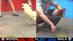 Full clip đá gà trực tiếp CPC5 Thomo ngày 02/04/2026