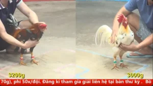 Full clip đá gà trực tiếp CPC5 Thomo ngày 23/04/2026