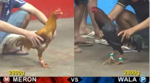 Full clip đá gà trực tiếp CPC5 Thomo ngày 28/04/2026