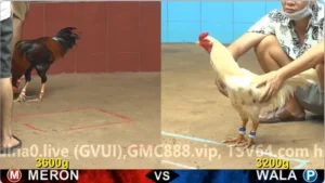 Xem Clip Đá Gà Trực Tiếp CPC4 Thomo 28/04/2026