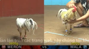 Xem Clip Đá Gà Trực Tiếp CPC4 Thomo 30/04/2026