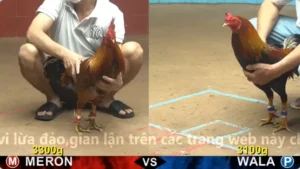 Xem Clip Đá Gà Trực Tiếp CPC4 Thomo 07/05/2026