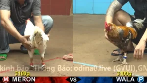 Xem Clip Đá Gà Trực Tiếp CPC4 Thomo 04/05/2026