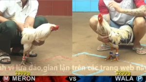 Xem Clip Đá Gà Trực Tiếp CPC4 Thomo 06/05/2026