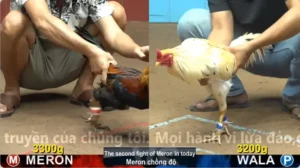 Xem Clip Đá Gà Trực Tiếp CPC4 Thomo 15/05/2026