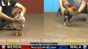 Xem Clip Đá Gà Trực Tiếp CPC4 Thomo 17/05/2026