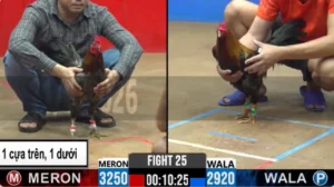 Full clip đá gà trực tiếp CPC2 Thomo ngày 12/08/2026