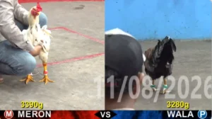 Full clip đá gà trực tiếp CPC5 Thomo ngày 12/08/2026