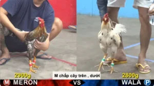 Full clip đá gà trực tiếp CPC5 Thomo ngày 08/09/2026